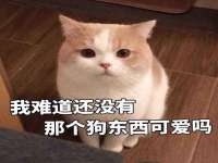 北京玥雅科技有限责任公司