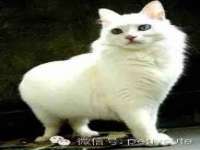 北京玥雅科技有限责任公司
