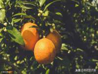 北京玥雅科技有限责任公司