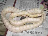 北京玥雅科技有限责任公司